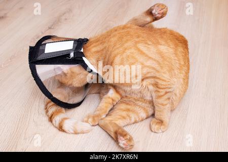 Gattino in un primo piano collare protettivo veterinario Foto Stock