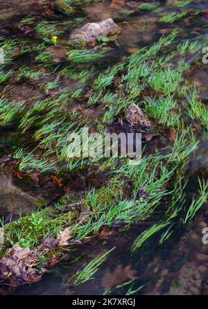 Le piante graminacee si piegano e fluiscono con la corrente di un piccolo torrente laterale nell'area naturale di Parfrey's Glen state, nel Devil's Lake state Park, nella contea di Sauk, WISCONSIN Foto Stock