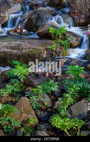 Una piccola insenatura bolle attraverso il glen in primavera con Alexanders Golden popolare il letto del ruscello a Parfrey's Glen Nature Preserve nel Devil's Lake Foto Stock