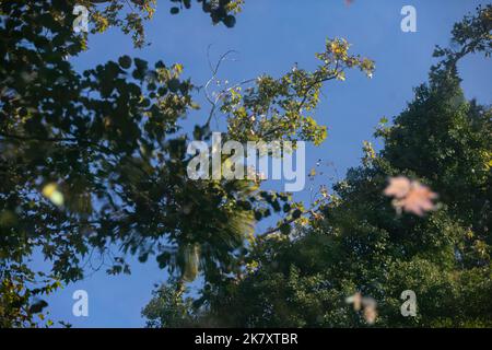 Alberi che si riflettono nella pozza, colorate foglie d'autunno in acqua Foto Stock