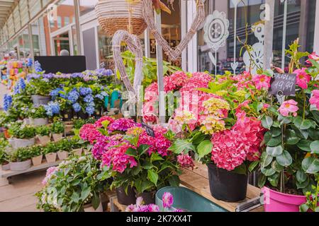 Assortimento di mazzi di fiori vari e piante in vaso in vendita nel fioraio per le vacanze Foto Stock