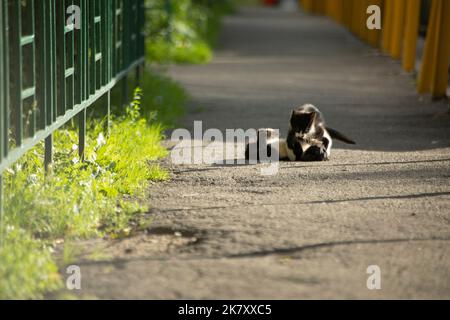 I gattini giocano sulla strada in estate. Gatti sulla strada. Gattini senzatetto in cortile. Pista solare. Foto Stock