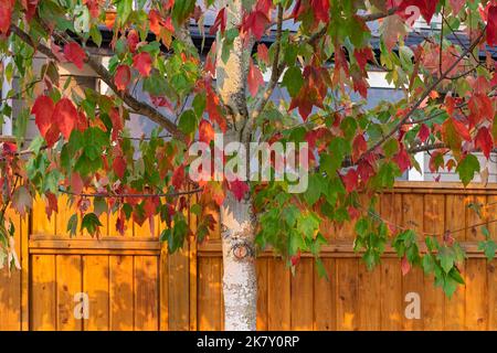 Foglie rosse, arancioni e verdi su un albero durante l'autunno. Paesaggio di campagna. Foglia di acero rosso nella stagione autunnale. Primo piano, nessuno, fuoco selettivo Foto Stock