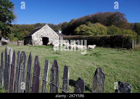CAE Adda Byre, Old Cowshed, con pecore al St Fagans National Museum of History, Cardiff, South Wales. c 1762. Da Rhostryfan, Gwynedd. Primavera 2022. Foto Stock