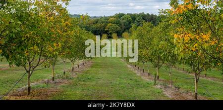 File di alberi di Noce (Juglans) in un frutteto Foto Stock