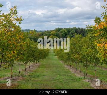 File di alberi di Noce (Juglans) in un frutteto Foto Stock