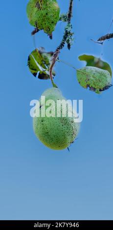 Dettaglio primo piano di un'unica Pera comune appesa (Pyrus communis) sotto un cielo blu chiaro Foto Stock