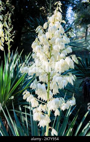 Primo piano di una fioritura spagnola Dagger Yucca (Yucca gloriosa) con fiori a forma di campana bianca cremosa Foto Stock