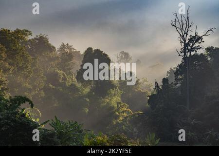 Bellissimo paesaggio mattutino pittorico con nebbia e raggi di luce solare nella foresta tropicale, Chiang Dao, Chiang mai, Thailandia Foto Stock