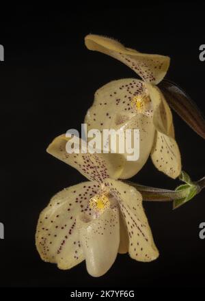 Vista in primo piano di bella lady giallo slipper orchidea papiopedilum concolor specie con due fiori al sole isolato su sfondo nero Foto Stock