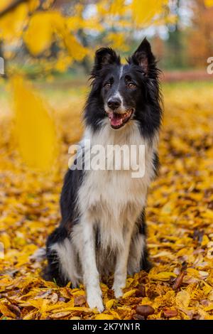 Cane di razza Collie su una panchina in autunno foglie colorate Foto Stock