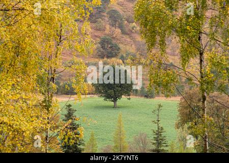 Un albero di lone deciduo completamente verde in campo circondato dai colori autunnali di alberi come la betulla d'argento che sono già cambiati - Scozia, Regno Unito Foto Stock