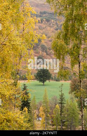 Un albero di lone deciduo completamente verde in campo circondato dai colori autunnali di alberi come la betulla d'argento che sono già cambiati - Scozia, Regno Unito Foto Stock