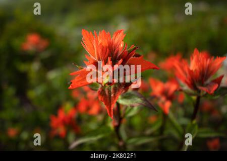 WA22426-00...WASHINGTON - coloratissimo pennello fiorito al Passo della Norvegia situato sul Boundary Trail nel Mount St. Helens National Volcanic Monument. Foto Stock