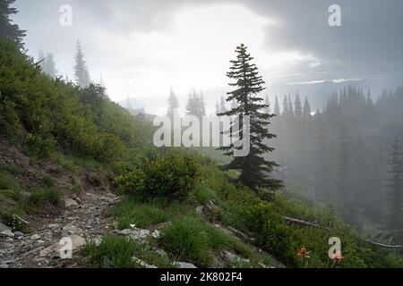 WA22427-00...WASHINGTON - Una giornata di nebbia lungo il Boundary Trail sotto il Monte Margaret nel Monumento vulcanico Nazionale di Mount St. Helens. Foto Stock