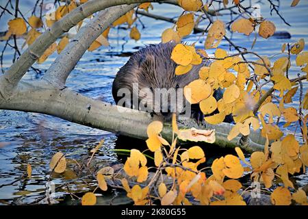 Un castoro adulto che taglia un ramo da un albero di aspen che ha abbattuto Foto Stock