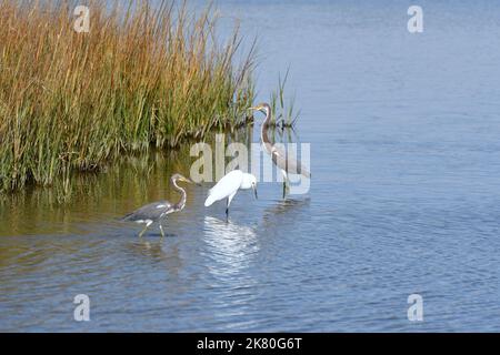 Egret innevato con due giovani aironi blu in acque paludose Foto Stock