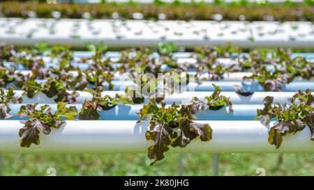Hydroponics sistema di coltivazione di verdure, insalata in un giardino in Thailandia, insalata crescere in un tubo di PVC lattughe biologiche cresciute in un Outdoors Hydroponics sistema. Koh Kood Thailandia. Foto Stock