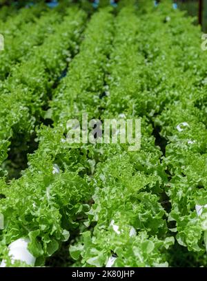 Hydroponics sistema di coltivazione di verdure, insalata in un giardino in Thailandia, insalata crescere in un tubo di PVC lattughe biologiche cresciute in un Outdoors Hydroponics sistema. Koh Kood Thailandia. Foto Stock