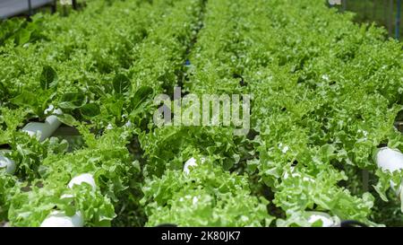 Hydroponics sistema di coltivazione di verdure, insalata in un giardino in Thailandia, insalata crescere in un tubo di PVC lattughe biologiche cresciute in un Outdoors Hydroponics sistema. Koh Kood Thailandia. Foto Stock