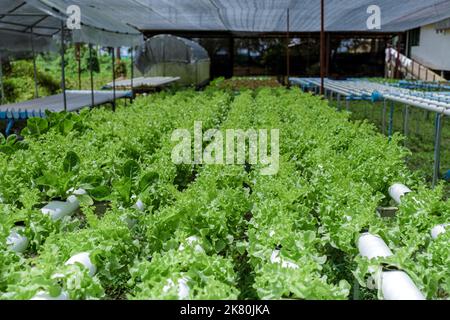 Hydroponics sistema di coltivazione di verdure, insalata in un giardino in Thailandia, insalata crescere in un tubo di PVC lattughe biologiche cresciute in un Outdoors Hydroponics sistema. Koh Kood Thailandia. Foto Stock
