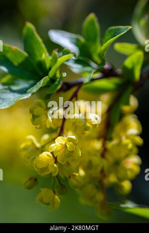 Berberis vulgaris fiore che cresce in prato, primo piano Foto Stock