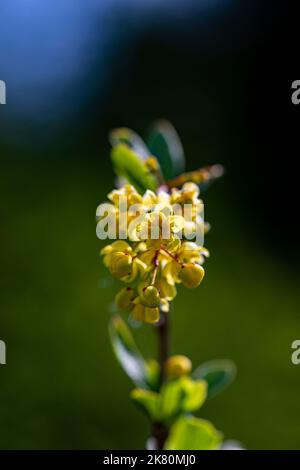 Berberis vulgaris fiore che cresce in prato, primo piano Foto Stock