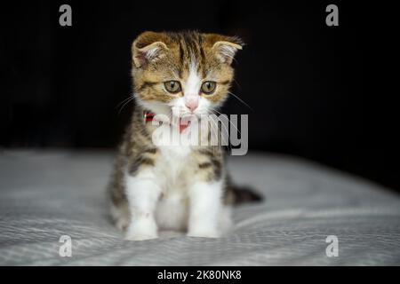 Gattino a righe seduta e sbadiglio sul letto con tessuto bianco sfondo nero, gatto fold scozzese, motivo tricolore, purebred, bello e carino. Po Foto Stock