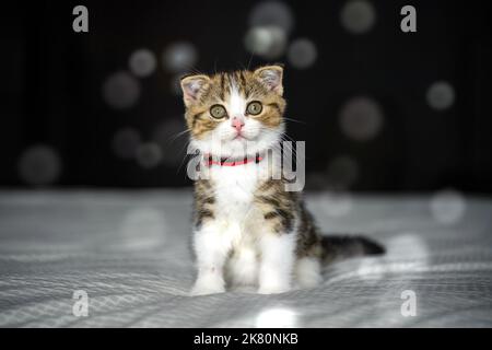 Gattino a strisce seduto su un letto ricoperto di panno bianco. Fondo nero con bokeh, tricolore a righe scozzese piega gatto, sangue puro, bello e c Foto Stock