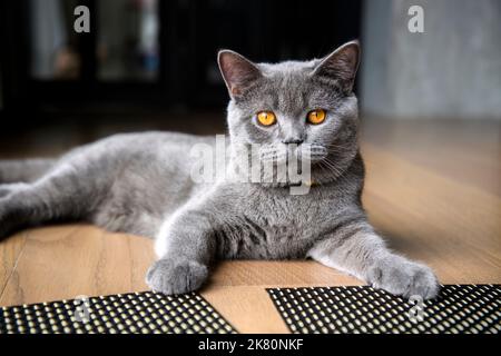 Giovane gatto nero seduto su un pavimento di legno nella casa, gatto Shorthair britannico blu, occhi di arancio scuro, puro pedigree, bello e bello. Comfortab Foto Stock