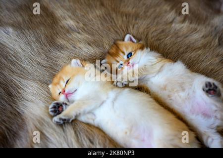 Due piccoli gattini sono sonnolenti e sdraiati su un tappeto di pelliccia marrone, un gatto Shorthair britannico dorato, puro pedigree. Bella e carina. Stendersi comodamente su t Foto Stock