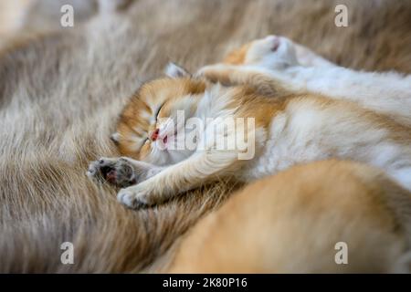 Gattino che dorme su un tappeto di pelliccia marrone, gatto Shorthair britannico dorato, puro pedigree. Bella e carina. Dormi bene sui tappeti soffici, top e. Foto Stock