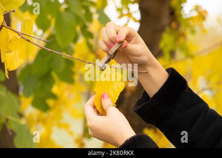 Le mani femminili appendono una foglia gialla secca autunnale su un chiodo di garofano su un albero in autunno nel parco, carta da parati autunnale Foto Stock