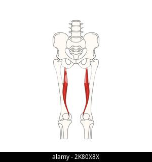 anatomia umana drawing semitendinosus muscolo Foto Stock