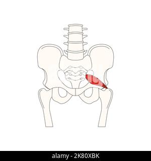 anatomia umana drawing muscle piriformis Foto Stock