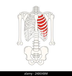 disegno dell'anatomia umana il muscolo intercostale Foto Stock
