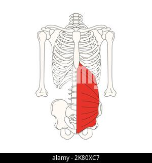 disegno dell'anatomia umana abdominis obliquo interno Foto Stock