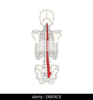 anatomia umana drawing musculi multifidus Foto Stock