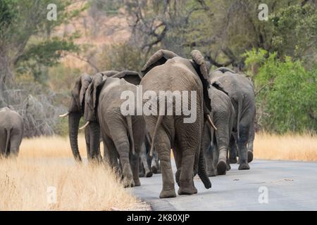 Mandria, gruppo, famiglia di elefanti africani (Loxodonta africana) camminando uno dietro l'altro in una strada nel parco nazionale di Kruger, Sudafrica Foto Stock