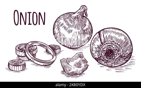 Cipolla rossa disegnata a mano. Poster su sfondo chiaro. Vettore. Illustrazione Vettoriale