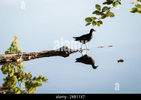 Francia, Lione, 2022-10-19. Un moorhen che cammina su un ramo d'albero su un lago con riflessi sull'acqua. Fotografia di Franck CHAPOLARD. Francia, Lione, 20 Foto Stock