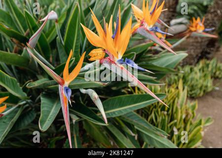 Strelitzia. Uccello del Paradiso fiore in un giardino naturale, Abstract. Macro, profondità di campo bassa, sfondo texture, primo piano fiore. Foto Stock
