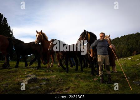 Mares, nemici e pastore di cavalli. Tria de mulats d'Espinavell, El Ripollès, Girona. Selezione di nemici nati in montagna da vendere nella città di Espinavell. Foto Stock