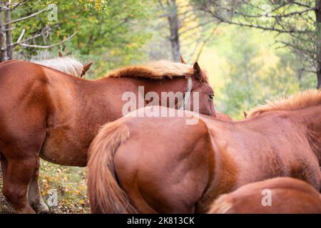 Mares e i nemici che scendono dalle montagne. Tria de mulats d'Espinavell, El Ripollès, Girona. Foto Stock