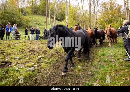 Stalion nero, razzi e nemici in discesa. Tria de mulats d'Espinavell, El Ripollès, Girona. Selezione di nemici nati in montagna da vendere Foto Stock