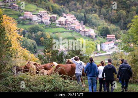 Mares, cavalli e nemici in discesa. Tria de mulats d'Espinavell, El Ripollès, Girona. Selezione di nemici nati in montagna da vendere sul mercato. Foto Stock