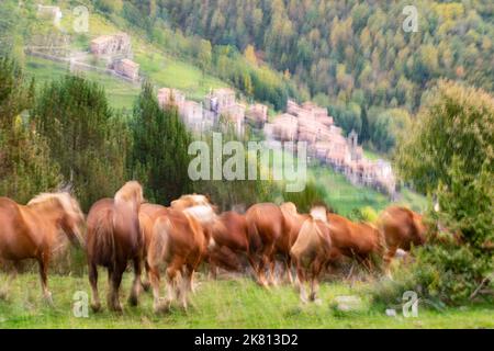 Mares, cavalli e nemici in discesa. Tria de mulats d'Espinavell, El Ripollès, Girona. Selezione di nemici nati in montagna da vendere sul mercato. Foto Stock