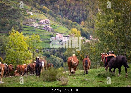 Mares, cavalli e nemici in discesa. Tria de mulats d'Espinavell, El Ripollès, Girona. Selezione di nemici nati in montagna da vendere sul mercato. Foto Stock