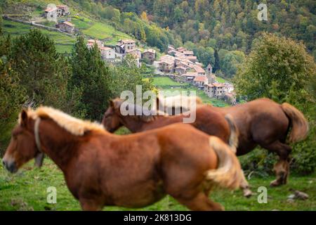 Mares, cavalli e nemici in discesa. Tria de mulats d'Espinavell, El Ripollès, Girona. Selezione di nemici nati in montagna da vendere sul mercato. Foto Stock