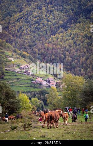 Mares, cavalli e nemici in discesa. Tria de mulats d'Espinavell, El Ripollès, Girona. Selezione di nemici nati in montagna da vendere sul mercato. Foto Stock